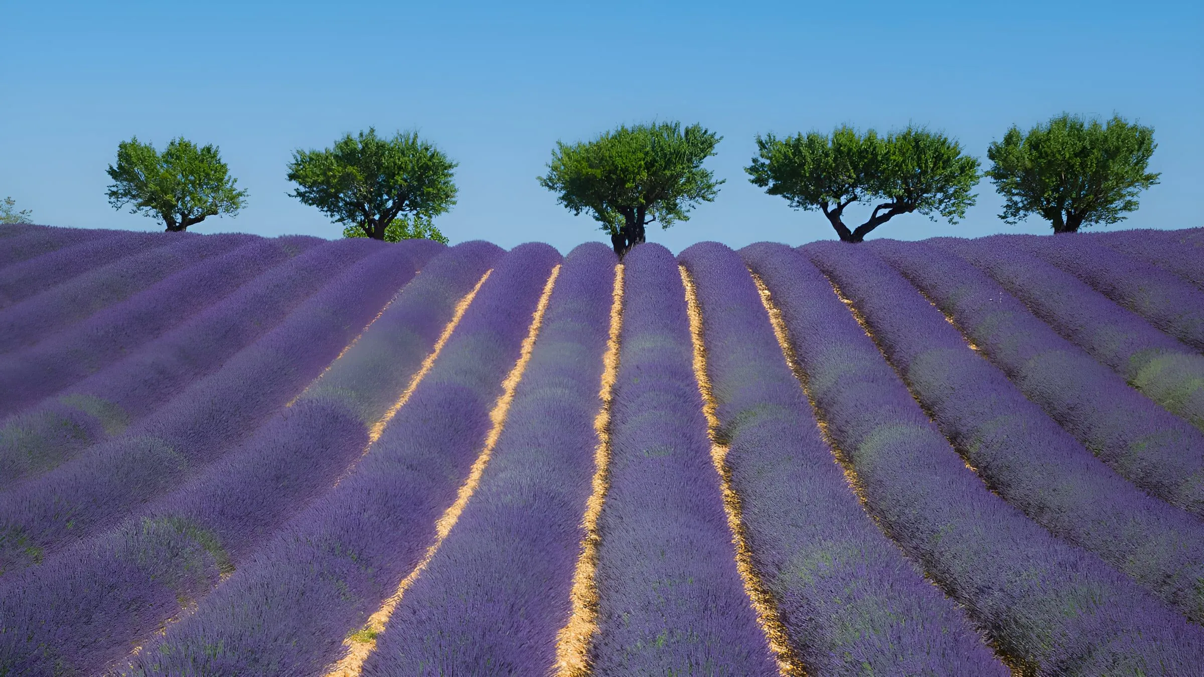 Champs de lavande